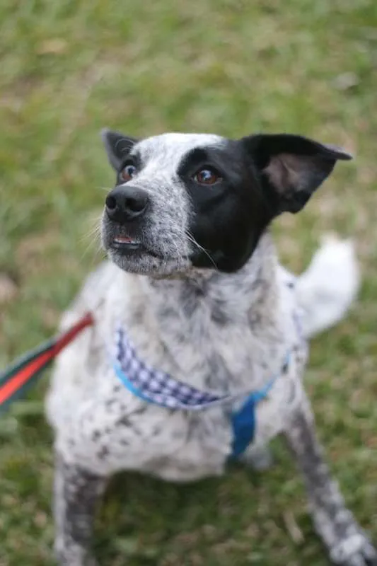 Cachorro ra a srd idade 1 ano nome Thanos