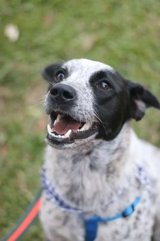 Cachorro ra a srd idade 1 ano nome Thanos