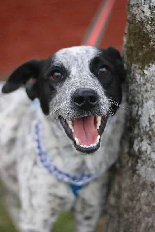 Cachorro ra a srd idade 1 ano nome Thanos