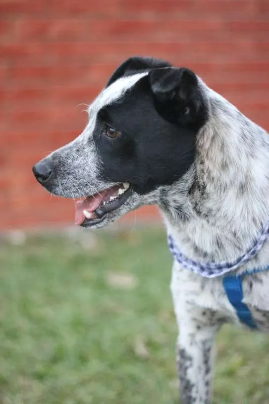 Cachorro ra a srd idade 1 ano nome Thanos
