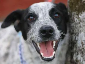 Cachorro raça srd idade 1 ano nome Thanos