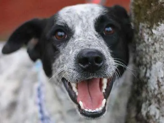 Cachorro ra a srd idade 1 ano nome Thanos