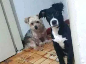 Cachorro raça SRD idade 2 a 6 meses nome Isac