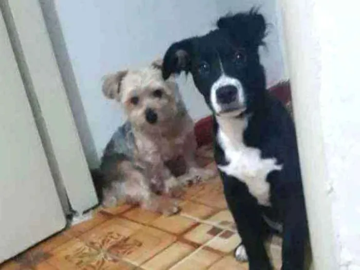 Cachorro ra a SRD idade 2 a 6 meses nome Isac