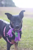 Susi