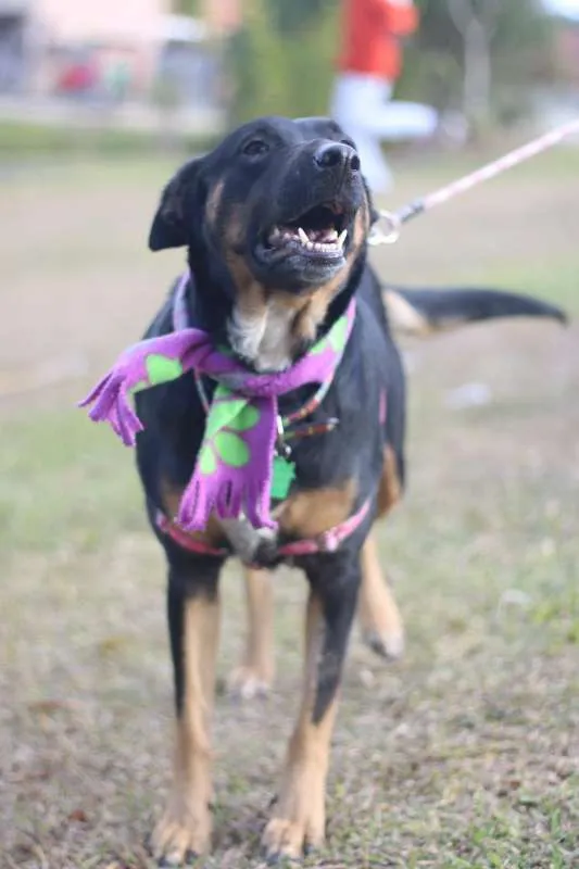 Cachorro ra a SRD idade 3 anos nome Susi