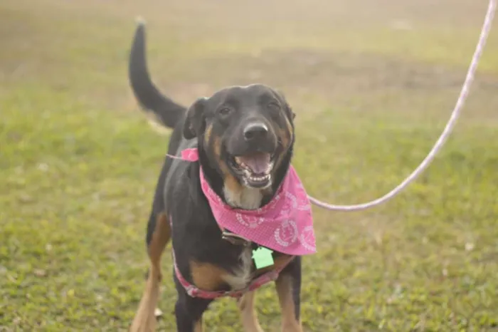 Cachorro ra a SRD idade 3 anos nome Susi