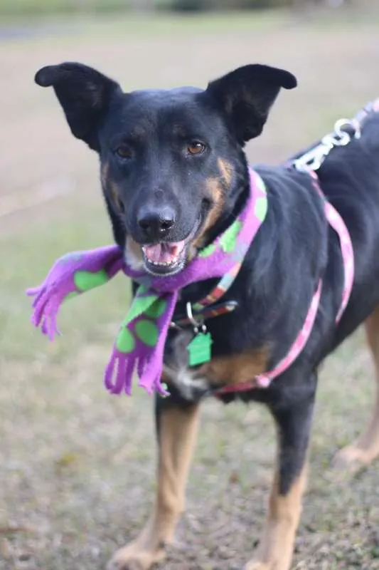 Cachorro ra a SRD idade 3 anos nome Susi