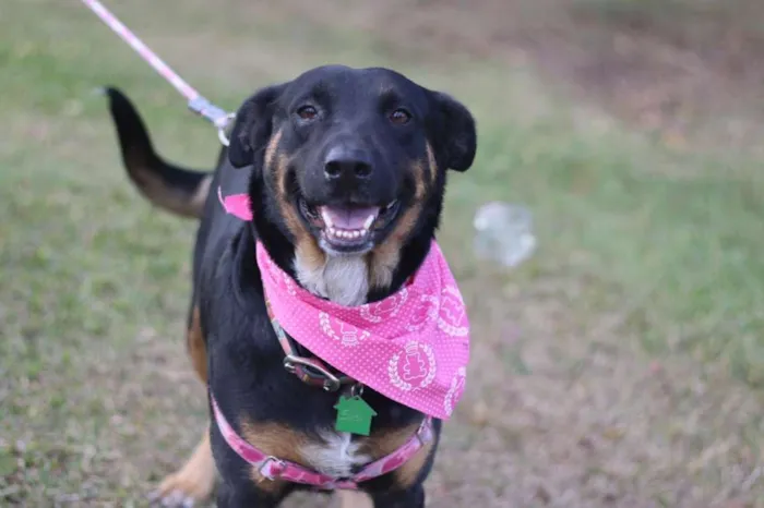 Cachorro ra a SRD idade 3 anos nome Susi