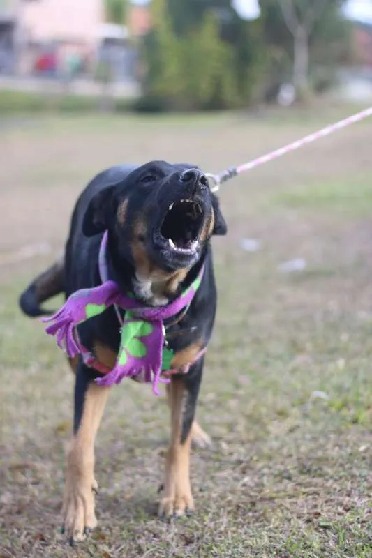 Cachorro ra a SRD idade 3 anos nome Susi