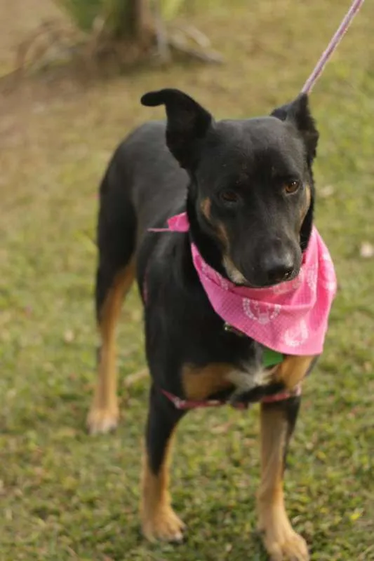 Cachorro ra a SRD idade 3 anos nome Susi