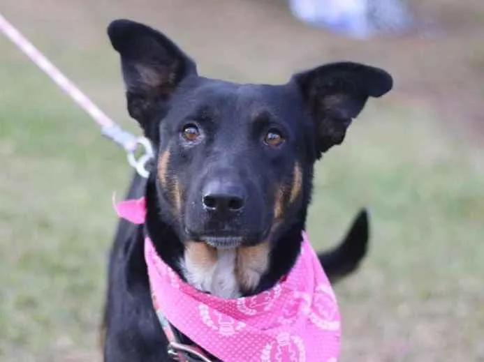 Cachorro ra a SRD idade 3 anos nome Susi