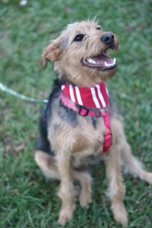 Cachorro ra a SRD idade 7 a 11 meses nome Hana
