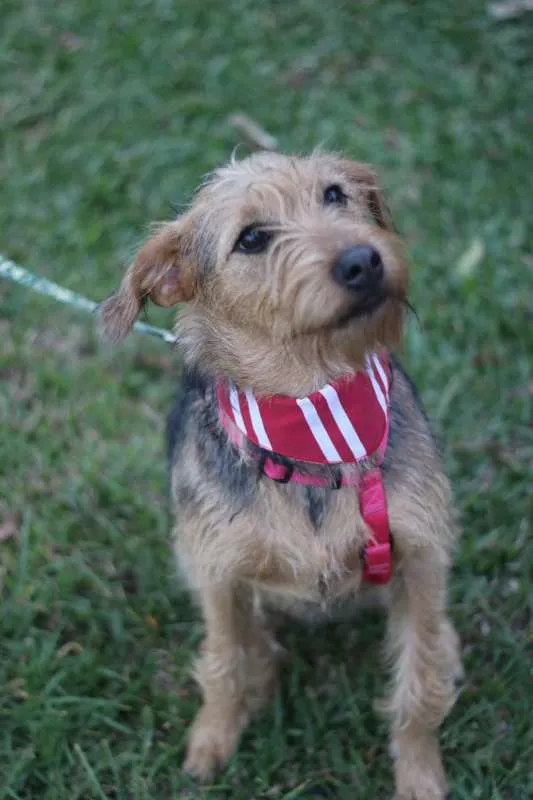 Cachorro ra a SRD idade 7 a 11 meses nome Hana