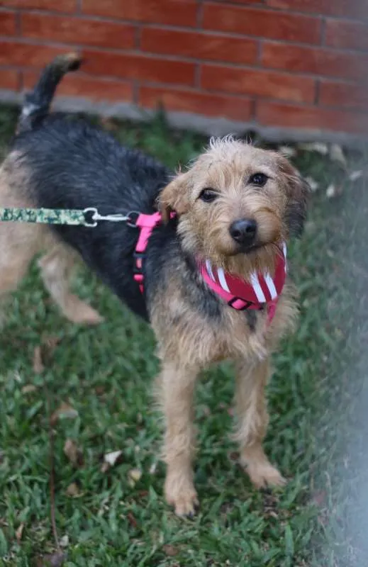Cachorro ra a SRD idade 7 a 11 meses nome Hana