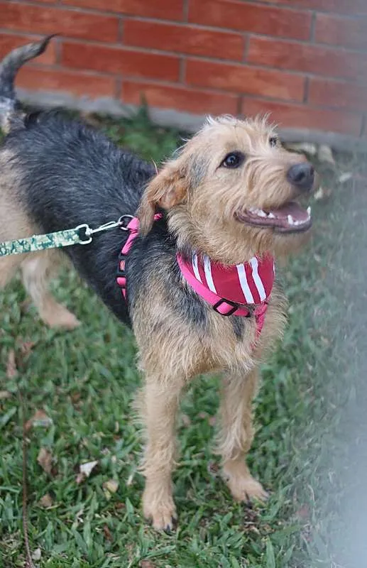 Cachorro ra a SRD idade 7 a 11 meses nome Hana