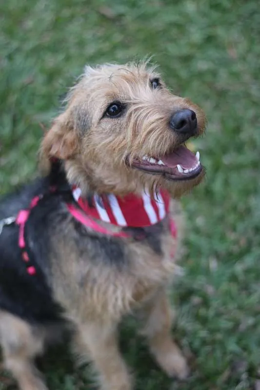Cachorro ra a SRD idade 7 a 11 meses nome Hana