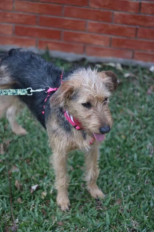 Cachorro ra a SRD idade 7 a 11 meses nome Hana