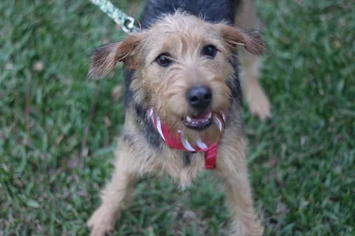 Cachorro ra a SRD idade 7 a 11 meses nome Hana