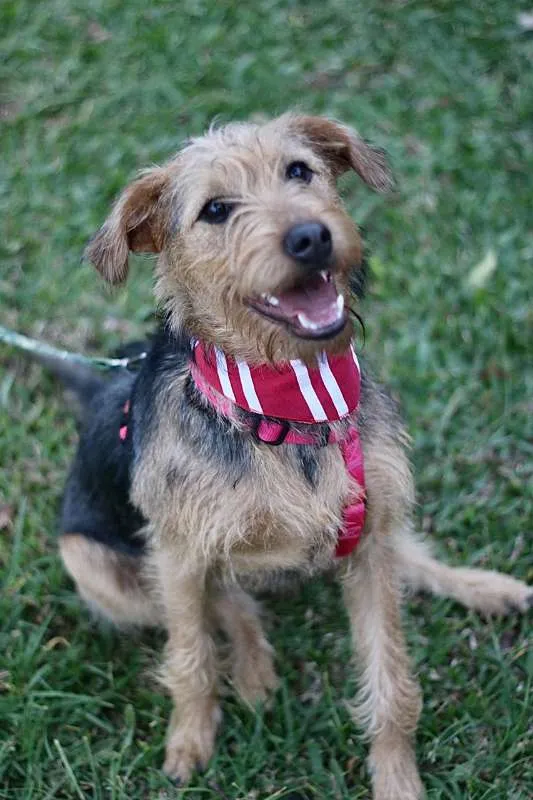 Cachorro ra a SRD idade 7 a 11 meses nome Hana
