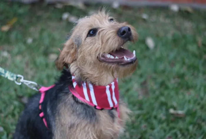 Cachorro ra a SRD idade 7 a 11 meses nome Hana