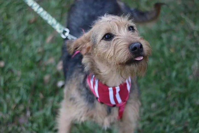 Cachorro ra a SRD idade 7 a 11 meses nome Hana