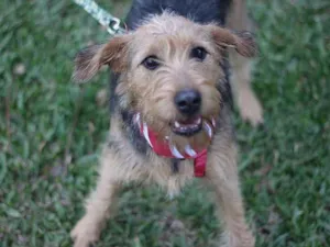 Cachorro raça SRD idade 7 a 11 meses nome Hana