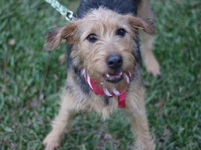 Cachorro ra a SRD idade 7 a 11 meses nome Hana