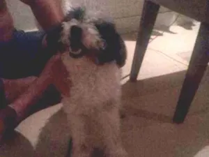 Cachorro raça SRD idade 7 a 11 meses nome Pompeo