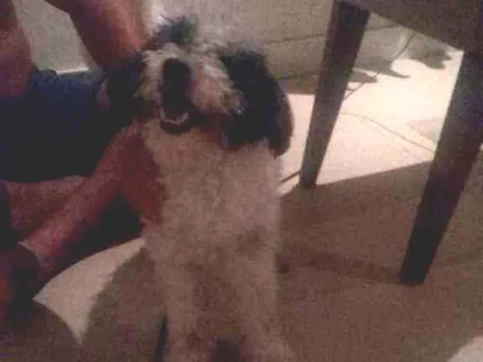 Cachorro ra a SRD idade 7 a 11 meses nome Pompeo