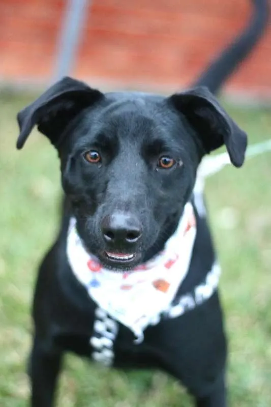 Cachorro ra a SRD idade 3 anos nome Zulu