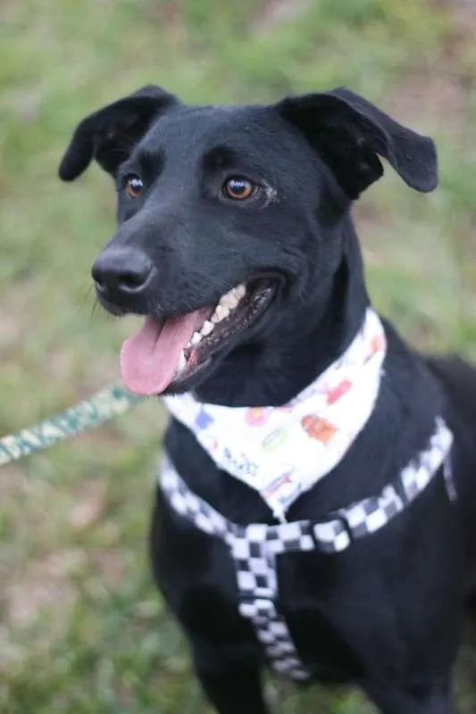 Cachorro ra a SRD idade 3 anos nome Zulu