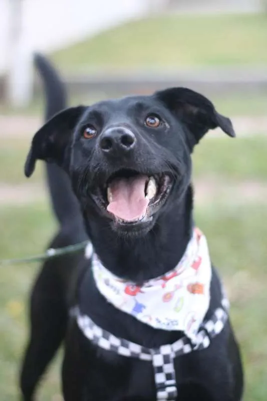 Cachorro ra a SRD idade 3 anos nome Zulu