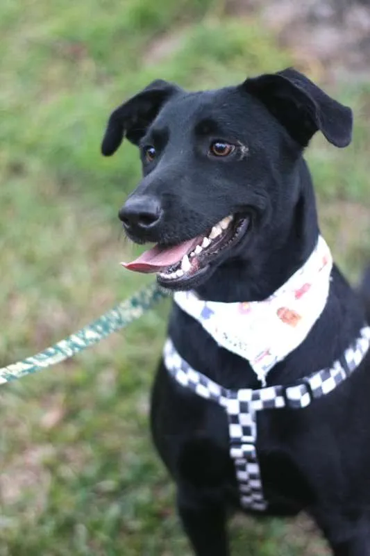 Cachorro ra a SRD idade 3 anos nome Zulu