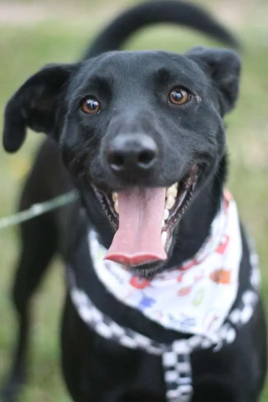 Cachorro ra a SRD idade 3 anos nome Zulu