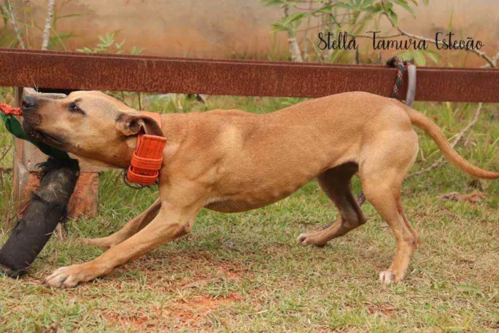 Cachorro raça American Pit Bull Terrier  idade 7 a 11 meses nome Isa