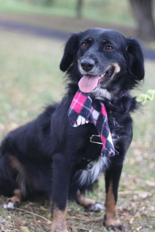Cachorro ra a srd idade 1 ano nome Lucy