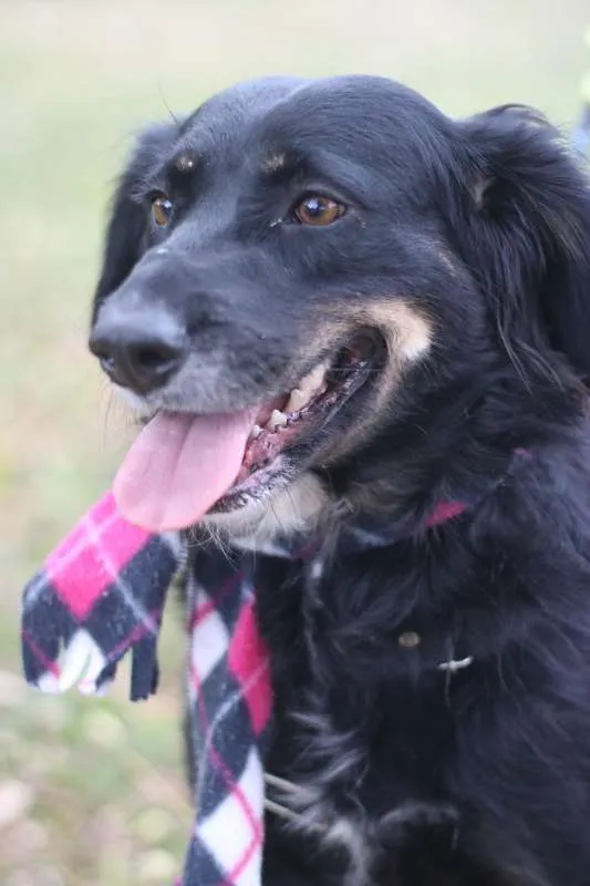 Cachorro ra a srd idade 1 ano nome Lucy