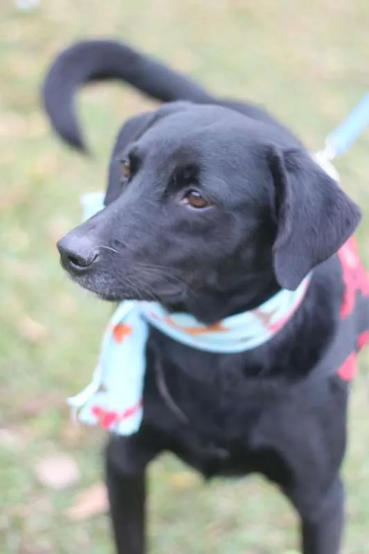 Cachorro ra a SRD idade 6 ou mais anos nome Boby