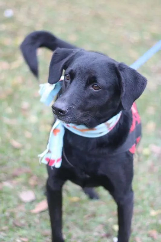 Cachorro ra a SRD idade 6 ou mais anos nome Boby