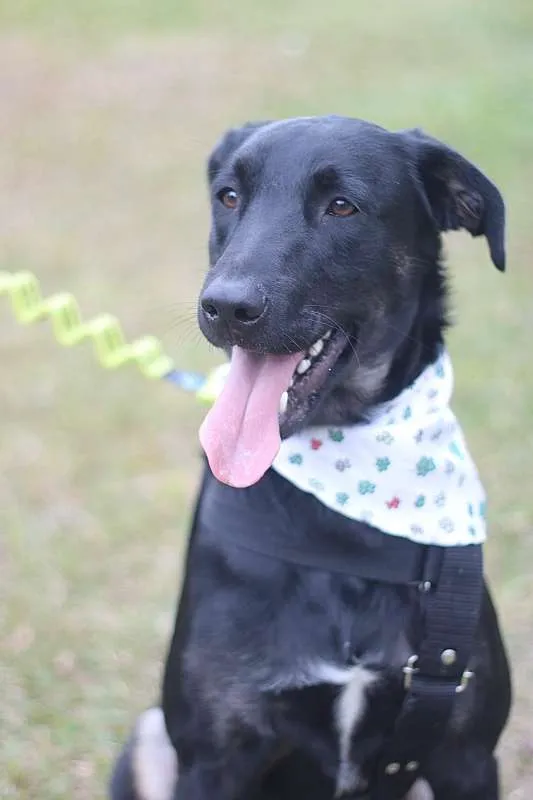 Cachorro ra a SRD idade 2 anos nome Chokito