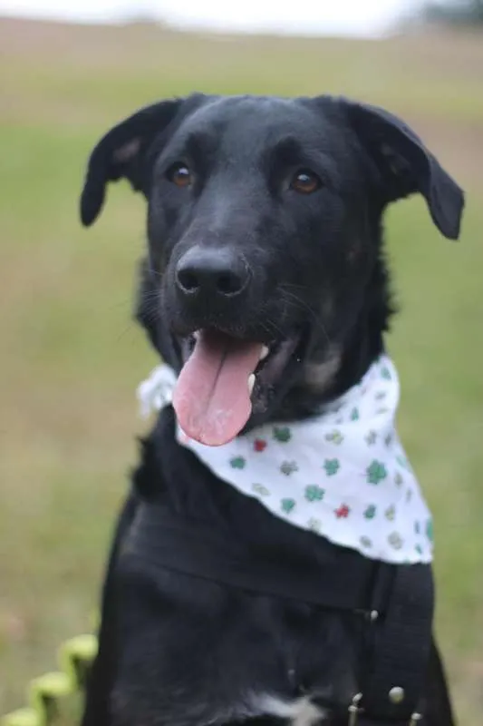 Cachorro ra a SRD idade 2 anos nome Chokito