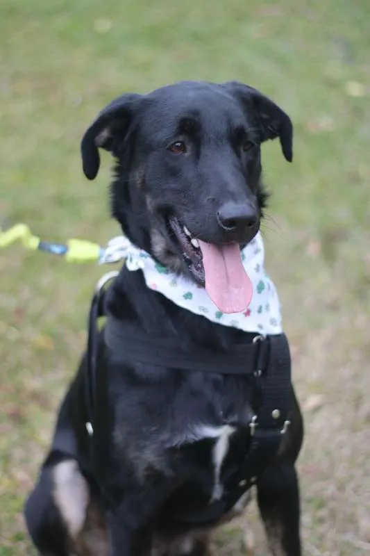Cachorro ra a SRD idade 2 anos nome Chokito