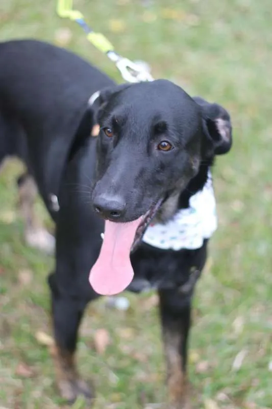 Cachorro ra a SRD idade 2 anos nome Chokito