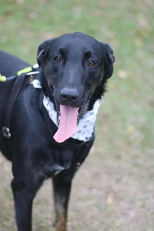 Cachorro ra a SRD idade 2 anos nome Chokito