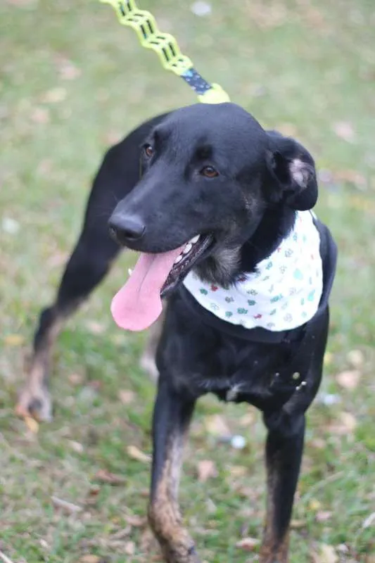 Cachorro ra a SRD idade 2 anos nome Chokito