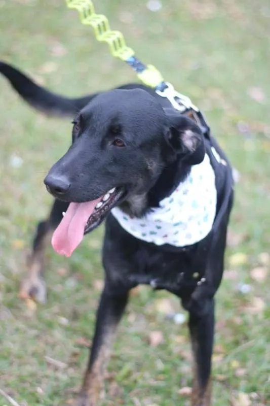 Cachorro ra a SRD idade 2 anos nome Chokito