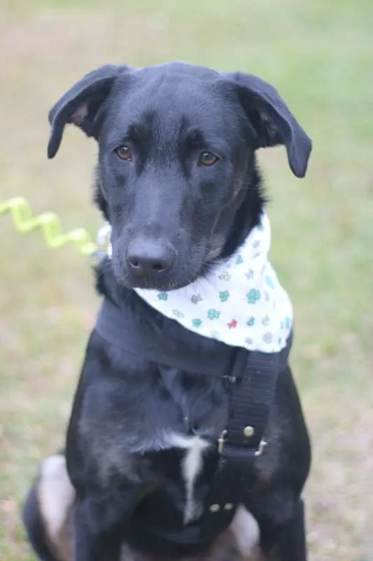 Cachorro ra a SRD idade 2 anos nome Chokito