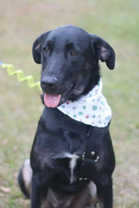 Cachorro ra a SRD idade 2 anos nome Chokito