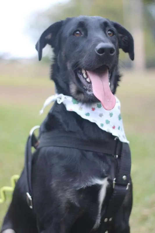 Cachorro ra a SRD idade 2 anos nome Chokito